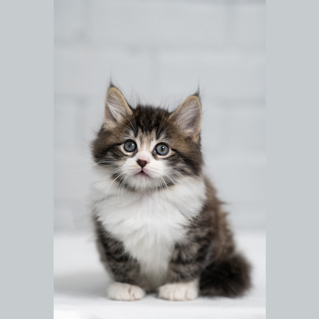 Photo of Nugget 