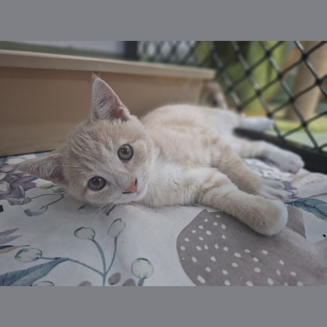 Photo of Sunny