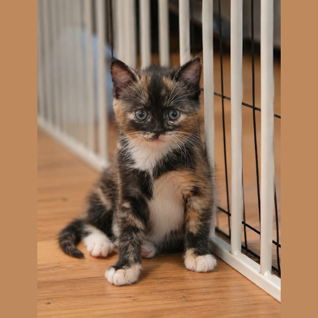 Photo of Fifi