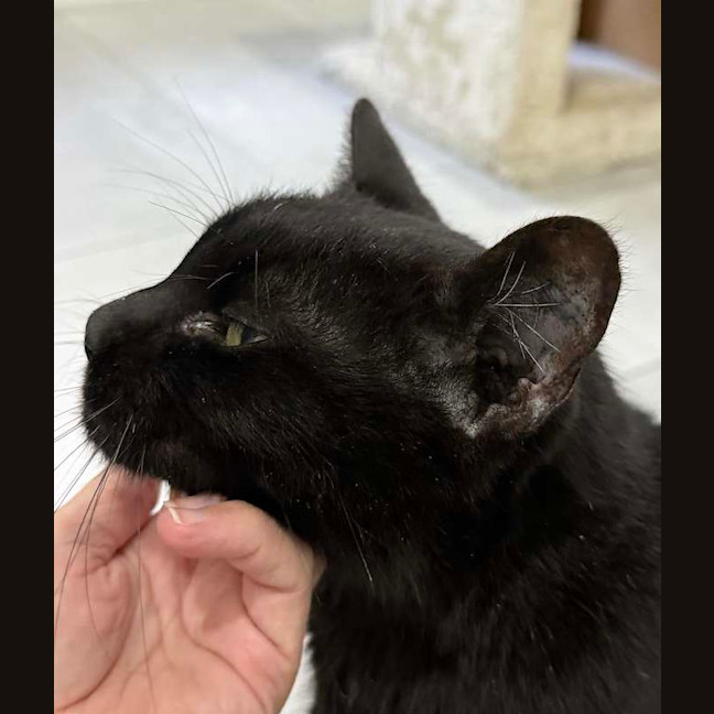 Photo of Midnight