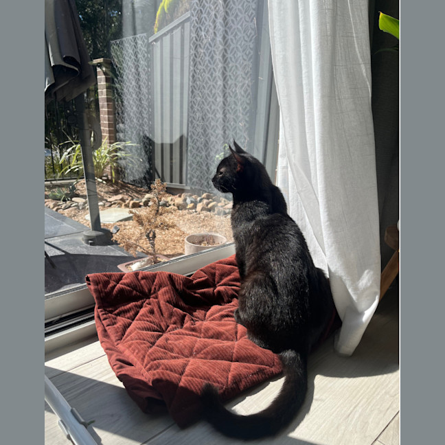 Photo of Vader