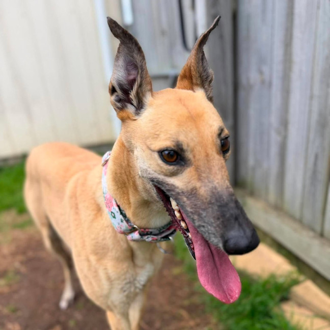 Photo of Marie The Greyhound