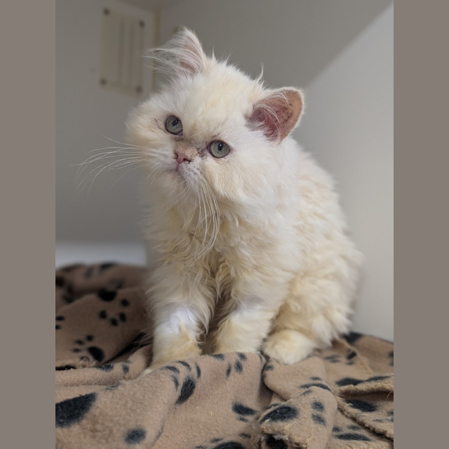 Photo of Gemini (Mello)