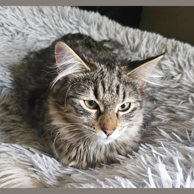 Photo of Pepper Paws