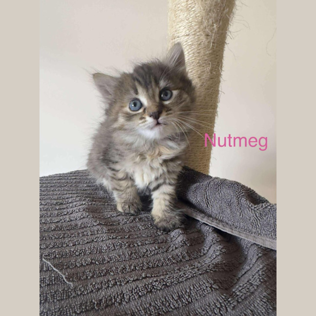 Photo of Nutmeg