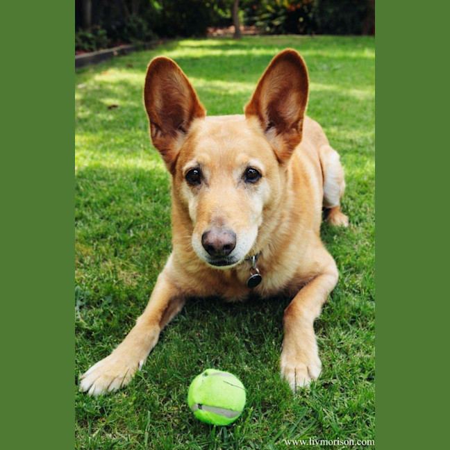 Photo of Teddy Belvedere