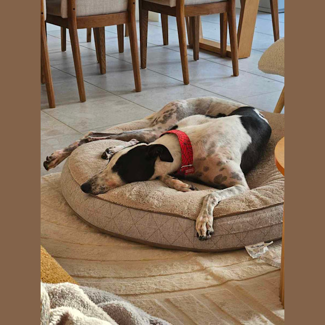 Photo of Harry, The Cat Tolerant Greyhound 