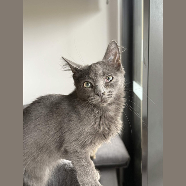 Photo of Milo
