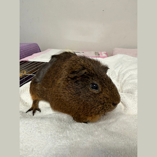 Photo of Oinker 