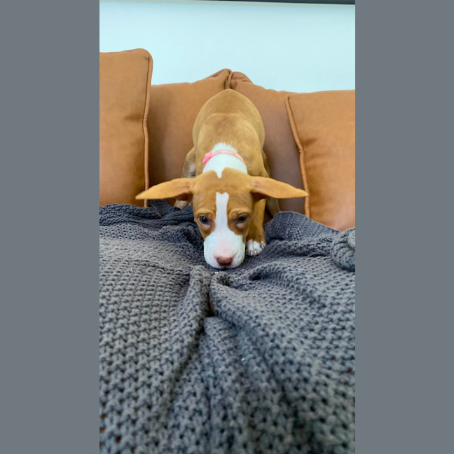 Photo of Maple   10 Week Old Staffy X (On Trial)