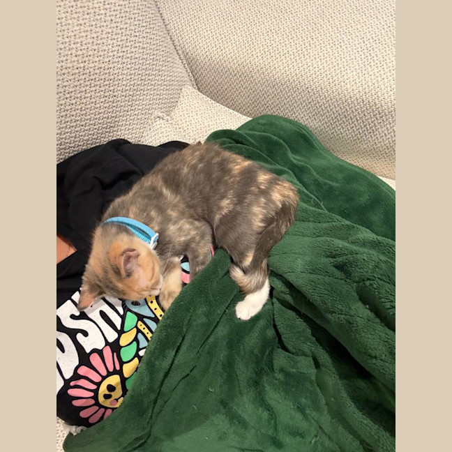 Photo of Mouse