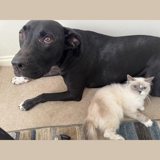 Photo of Tasha *$350 Adoption Fee*