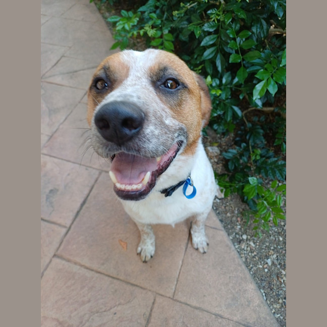 Photo of Russell *$150 Adoption Fee*