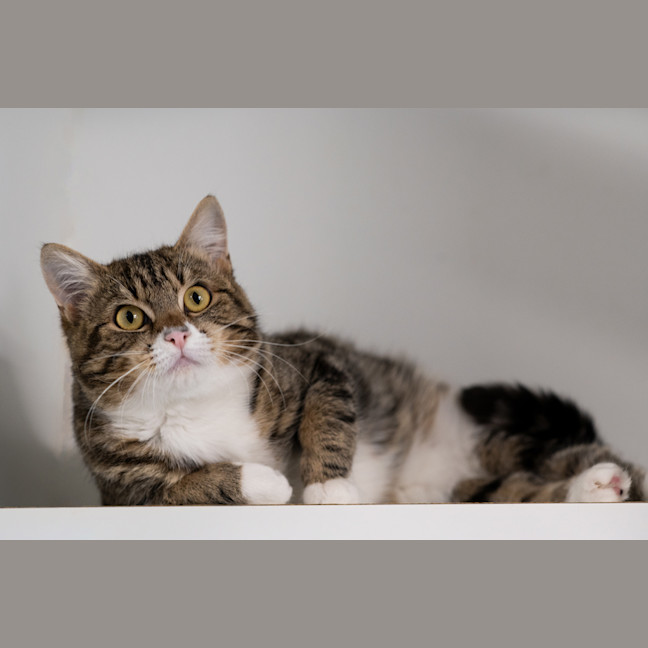 Photo of Winston