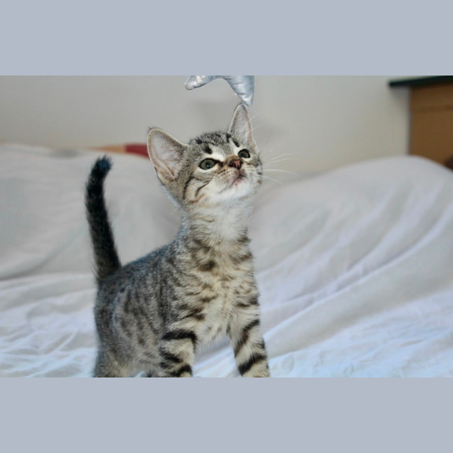 Photo of Bean