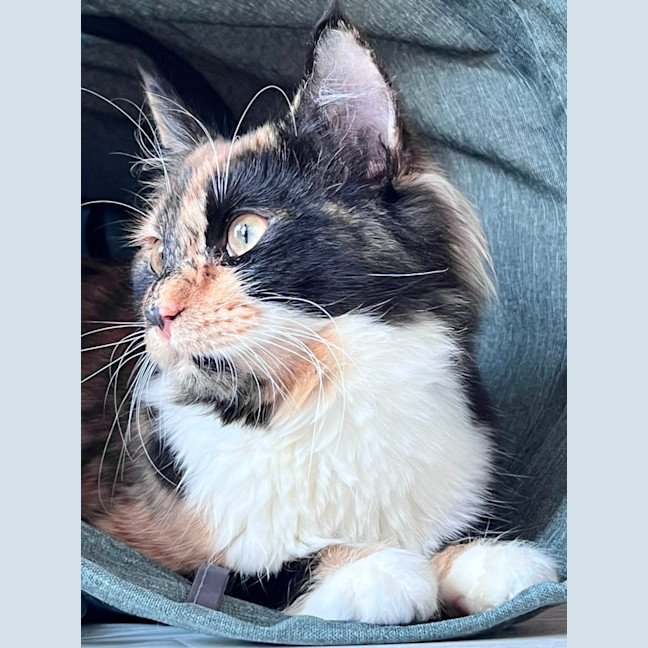 Photo of Lucy