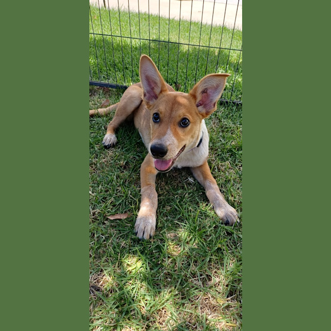 Photo of Rue 