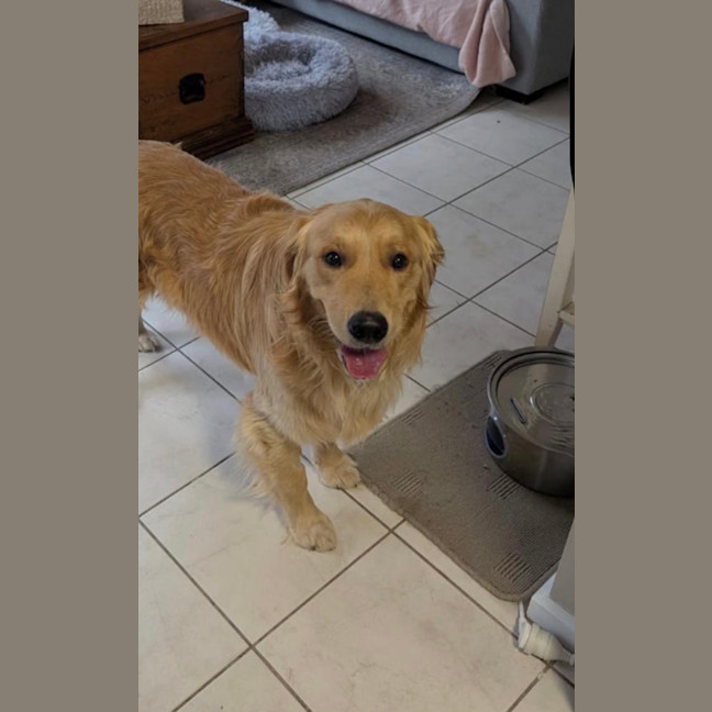 Photo of Toby