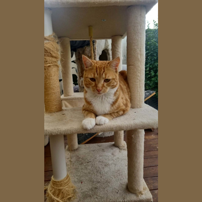 Photo of Eddie *9 Lives Project Rescue*