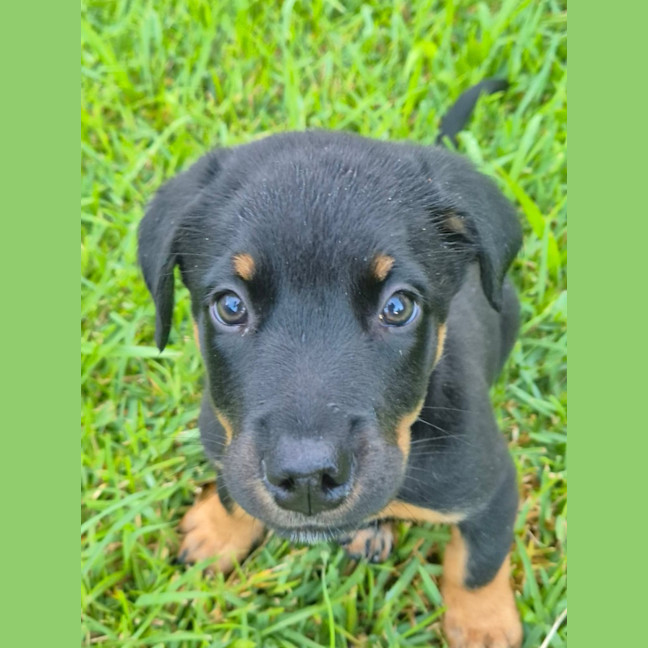Photo of Dolly