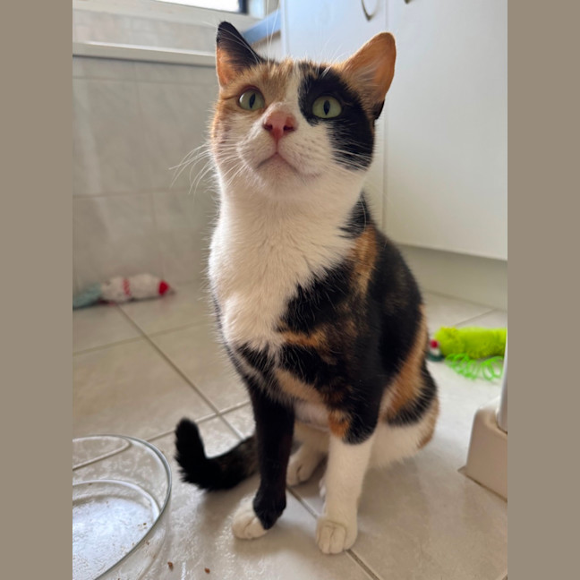 Photo of Mittens