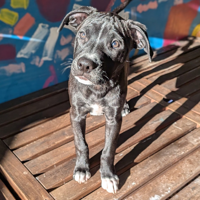 Photo of Amelia