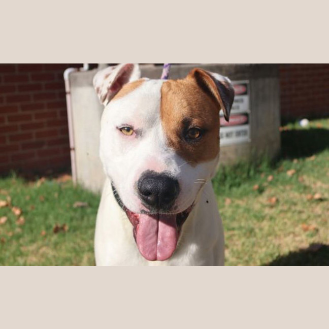 Photo of Patch