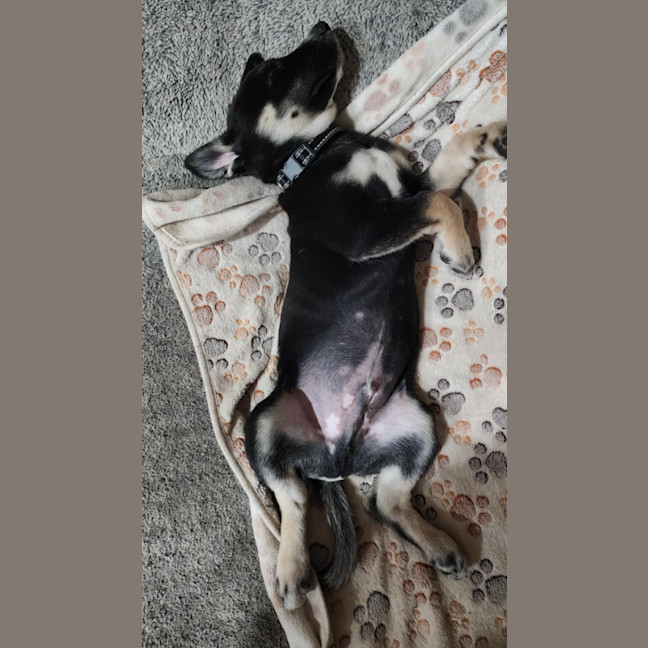Photo of Chinook
