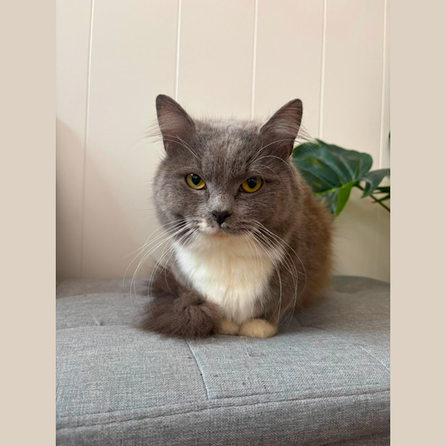 Photo of Henry