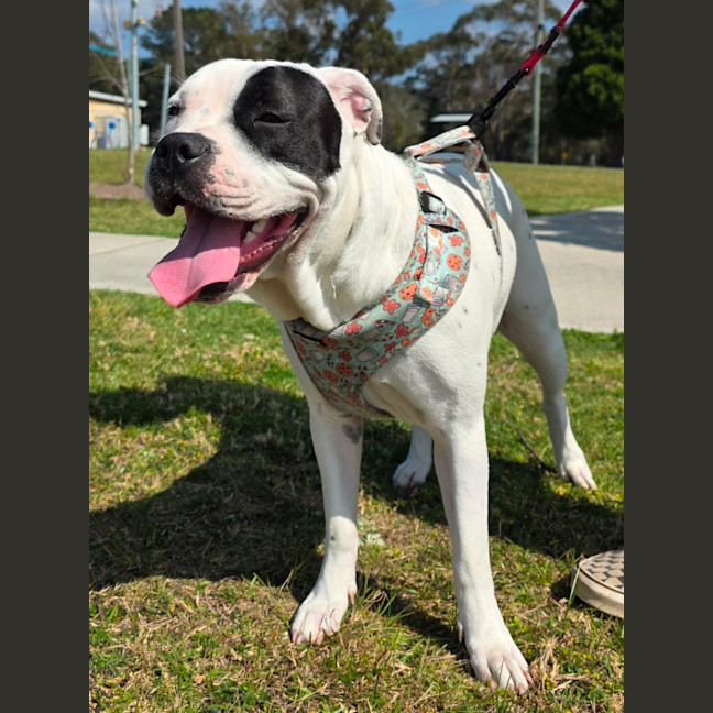 Photo of Dotti