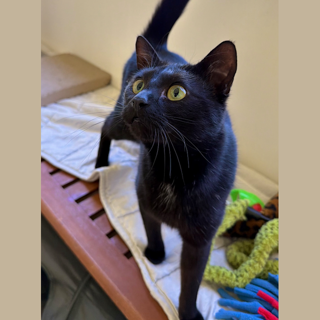Photo of Sherlock