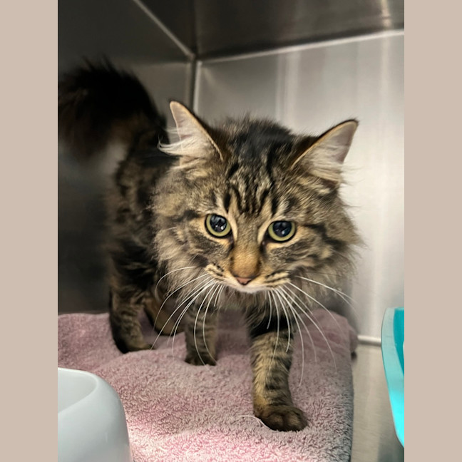 Photo of Sabre