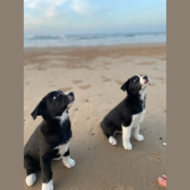 Photo of Koa