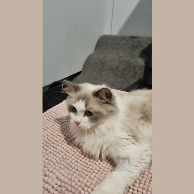 Photo of Lunar