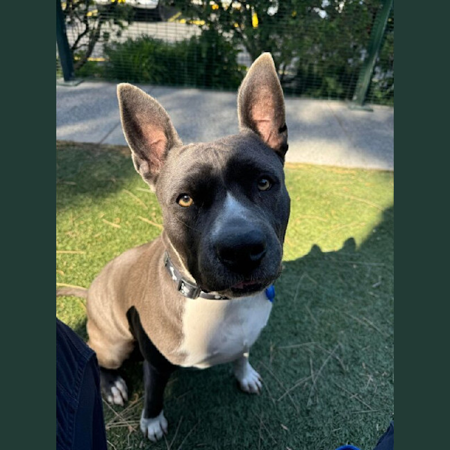 Photo of Tillie