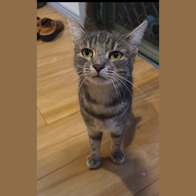 Photo of Lulu (Was Pinky)