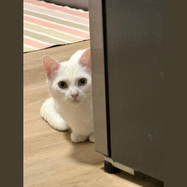 Photo of Peppermint 