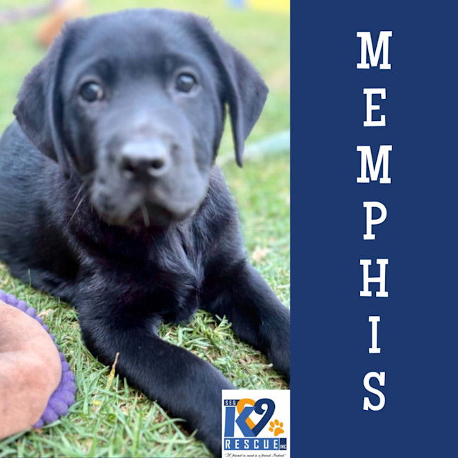 Photo of Memphis