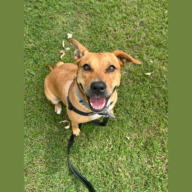 Photo of Toffee
