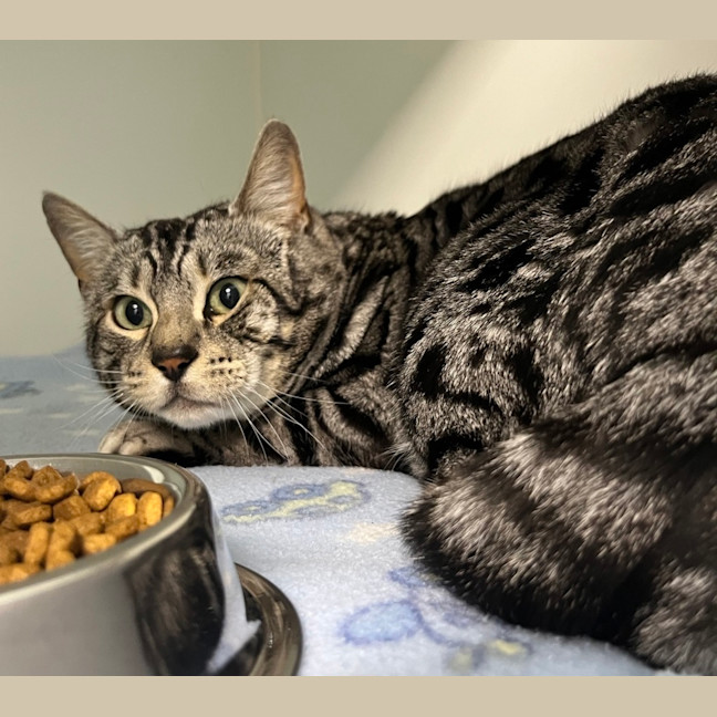 Photo of Macaroni Bob