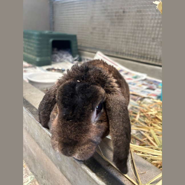 Photo of Taz