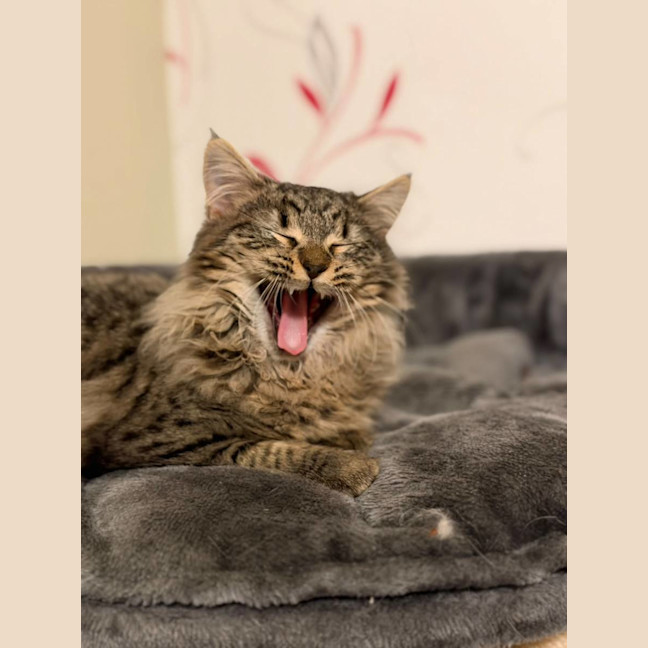 Photo of Hakuna