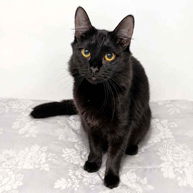 Photo of Binx
