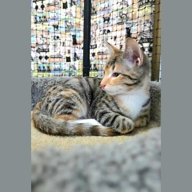 Photo of Moxie