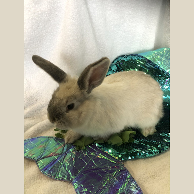 Photo of Juliette (Bonded To Celine)