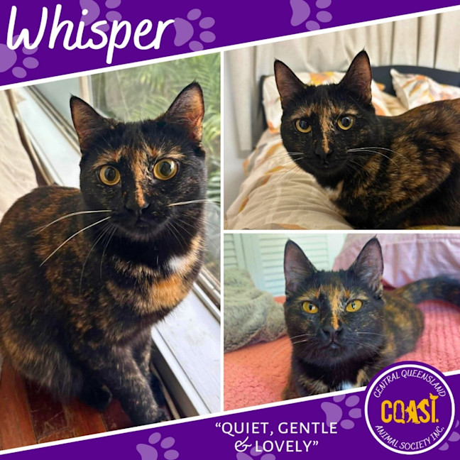 Photo of Whisper