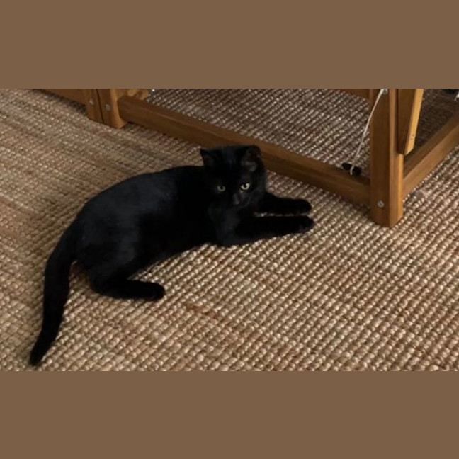 Photo of Felix