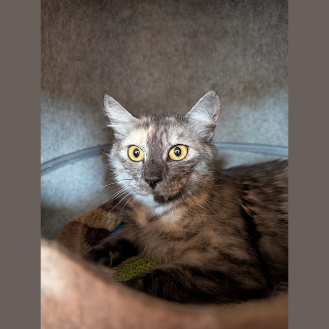 Photo of Clover