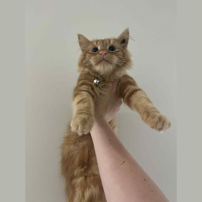 Photo of Simba   In Foster Care In Pakenham