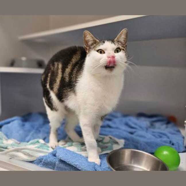 Photo of Miss Patricia Peanut